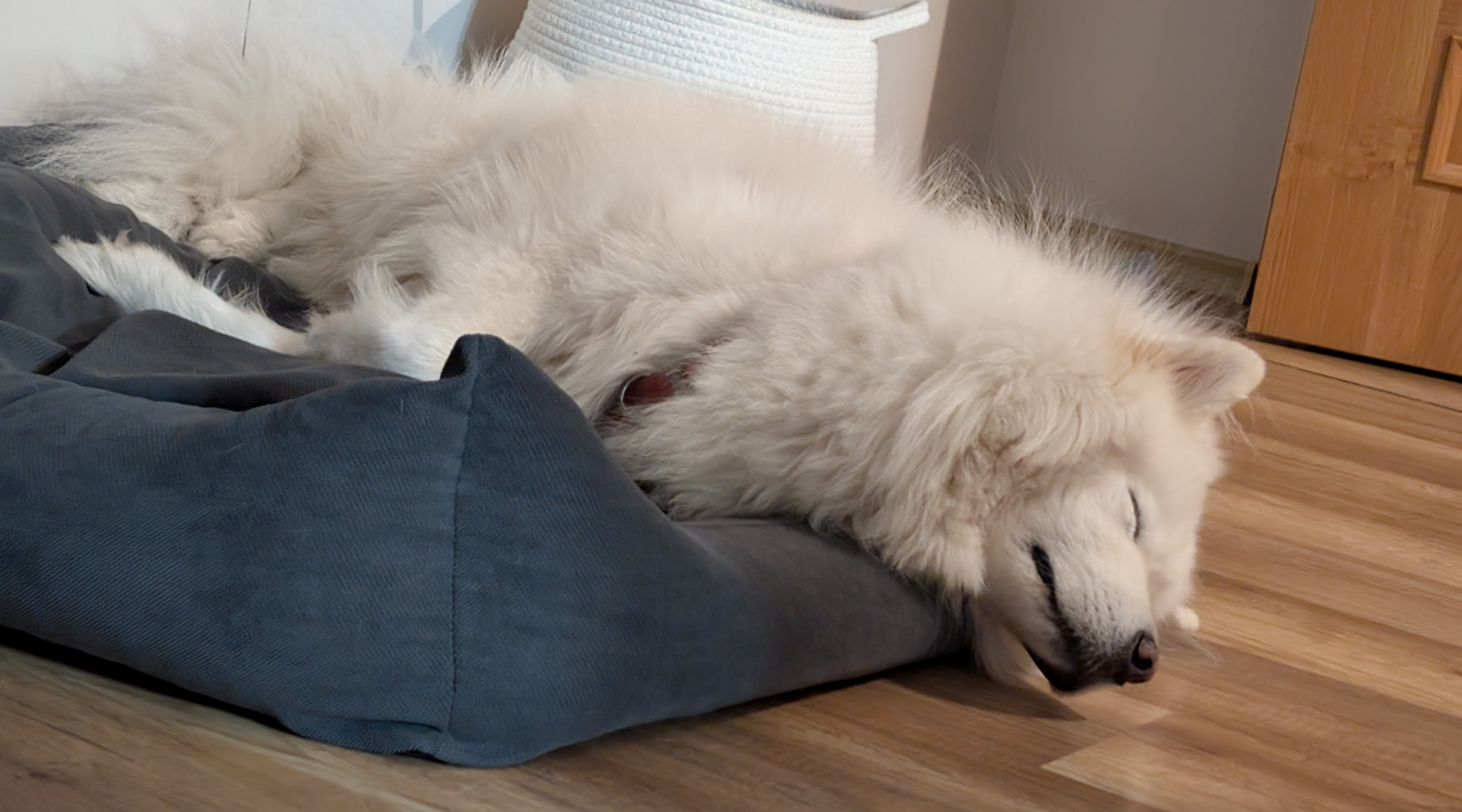 PetHomestore Hundebett mood bild (1).png